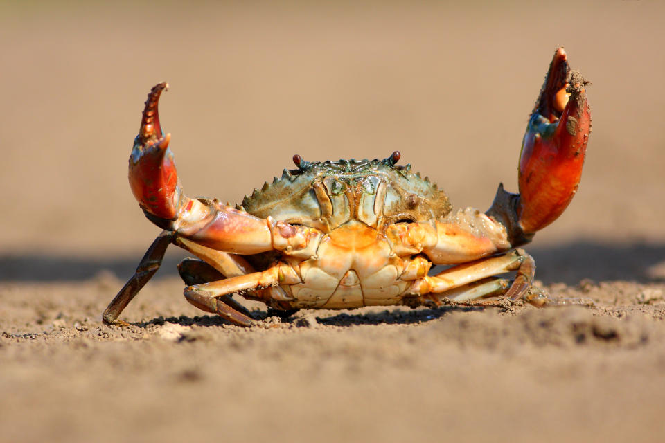Crab on sandy ground, claws raised, facing the camera