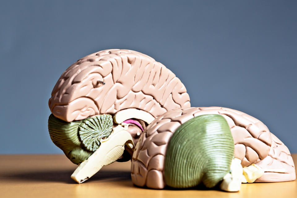 Plastic brain model showing different sections on a wooden surface against a plain background